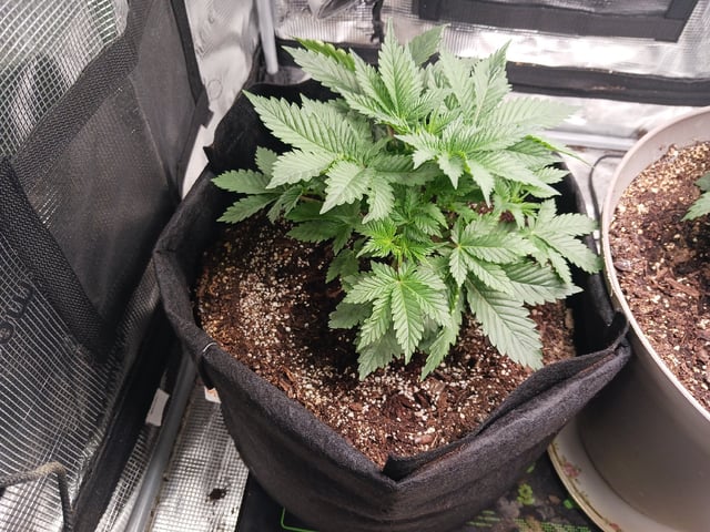 9lbhammer feminized  — vegetative, day 23