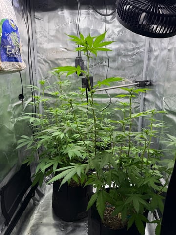  Trying to go big — flower, day 88