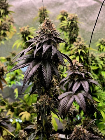 Mandarin Skywalker Crasher — flower, day 117