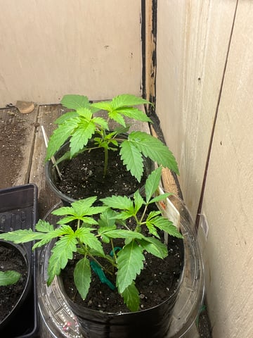 Ak-47 (Fast Verison) and pine Auto  — vegetative, day 22