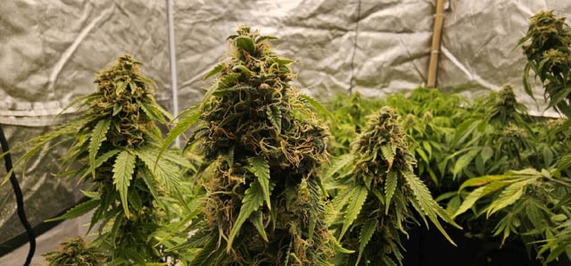 skywalker haze — grow_setup, day 82