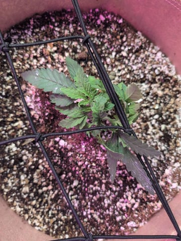 2025-26 — vegetative, day 14