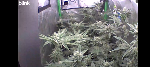 Mainely Genetics Micro Pheno Hunt — flower, day 74