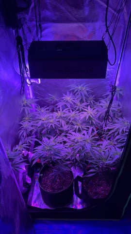 blueberry cupcake  — harvest, day 131