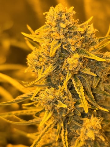 3rd Auto Grow — flower, day 110