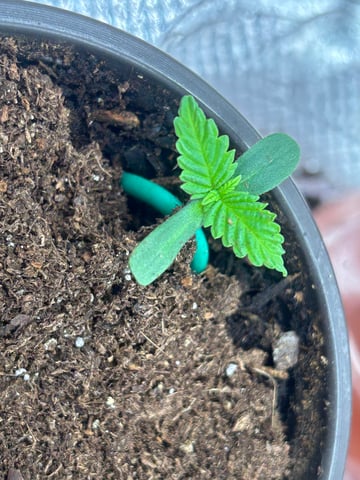2025-26 harvest INDOOR — seedling_rooting, day 37