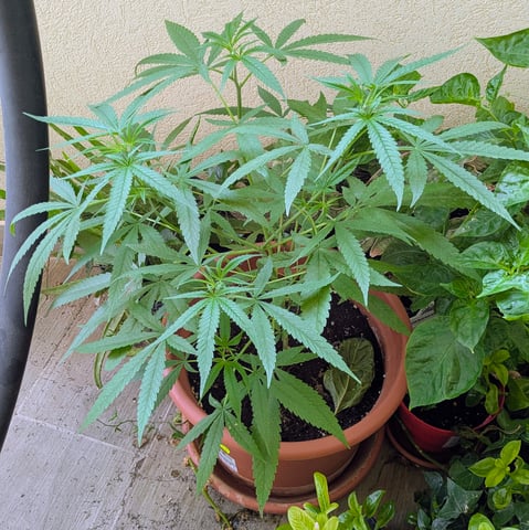 Di Luca — vegetative, day 71