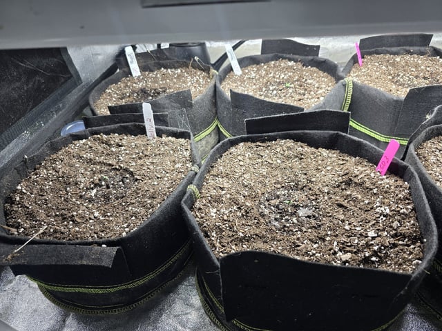 Autos AGAIN — germination, day 7