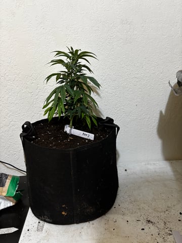 Outdoor Grow — vegetative, day 87