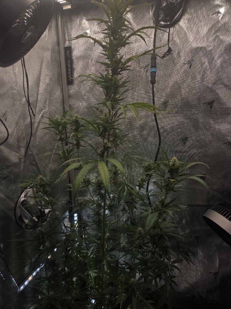 Forgotten Cookies