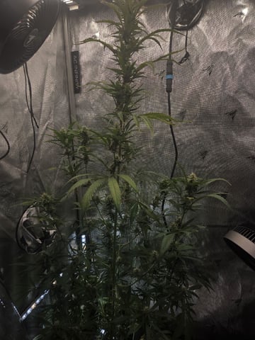 Forgotten Cookies — flower, day 2