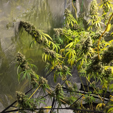 Big Momma Blue Dream  — flower, day 59