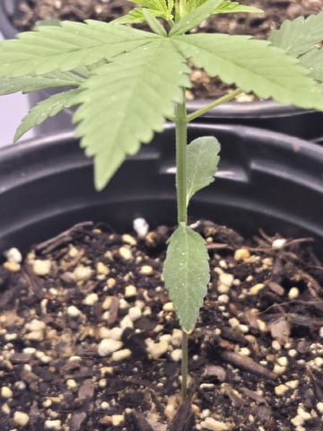 first grow second plant  — vegetative, day 20