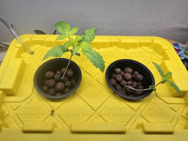 Oceanz 16 — seedling_rooting, day 2