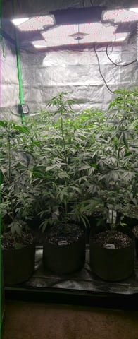 DeathStar, Grease Monkey, Goat Latto, Northern Lights — vegetative, day 75