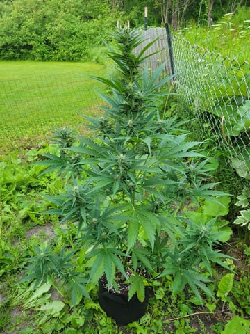 Watermelon Auto — flower, day 58