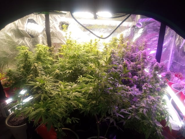  auto mixed pack indoor attempt #1 — flower, day 82