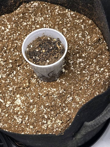 Coco Grow — germination, day 3