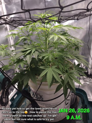Dos Si Dos. Indica — vegetative, day 32