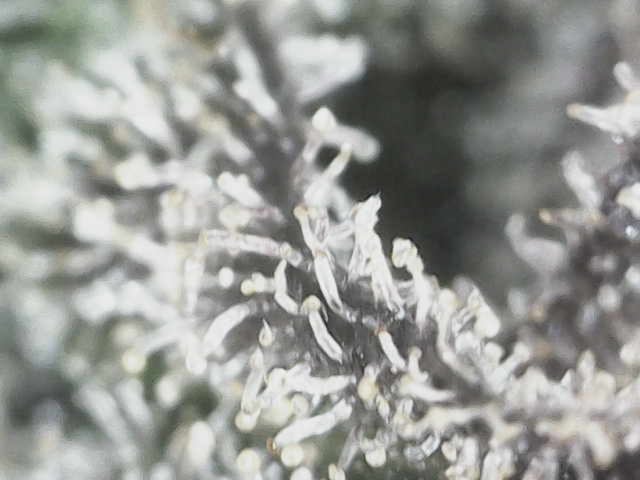 blueberry cupcake  — flower, day 128