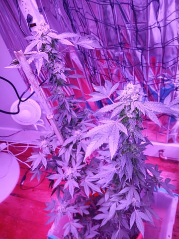 triangle kush  — flower, day 90