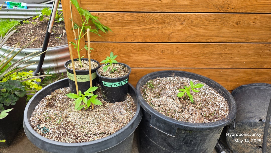 Canadian Summer Outdoor