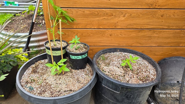 Canadian Summer Outdoor — vegetative, day 1