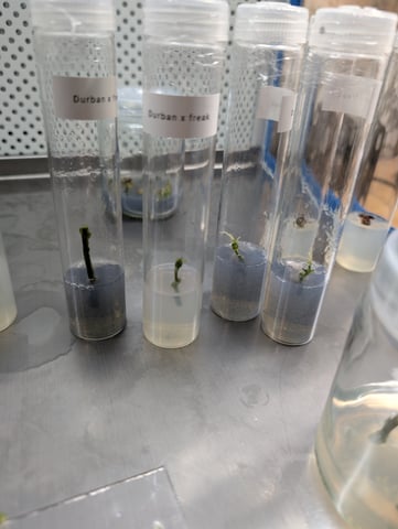 Plant in a test tube — seedling_rooting, day 93