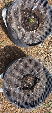 Let's just leave these right here! — germination, day 16