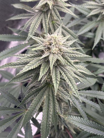 Gorilla Runtz — flower, day 72