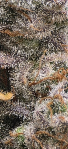 Maple Nectar  — flower, day 109