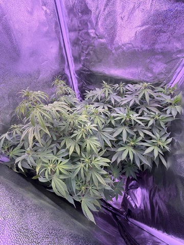 Cookies Haze — vegetative, day 82