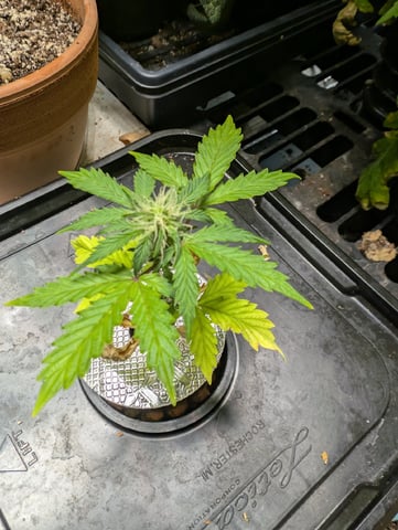 skunk auto — vegetative, day 34