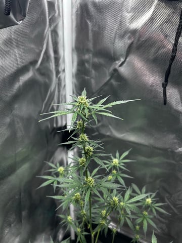 goatlato MT — auto, day 73