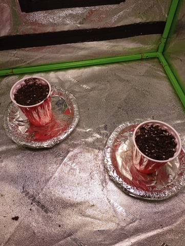 All Aboard!!! — seedling_rooting, day 1