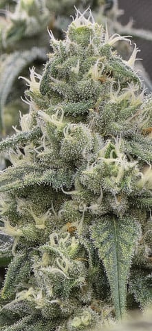 strawberry guava bx — flower, day 10