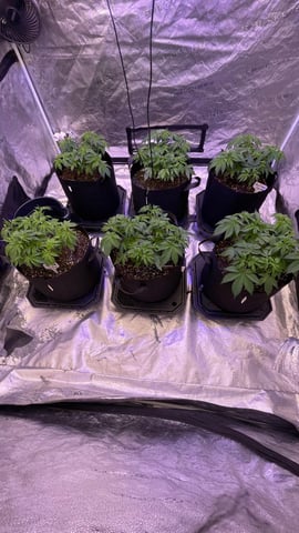 1st Ever Grow (GodFather OG) (Coco) — vegetative, day 37