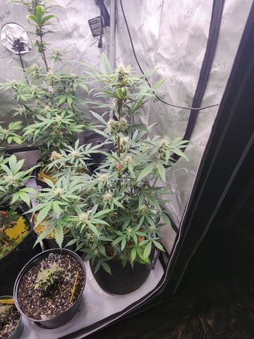 Mephisto Apple Crush and Pop tart OG in Nature's Living Soil.  — flower, day 50