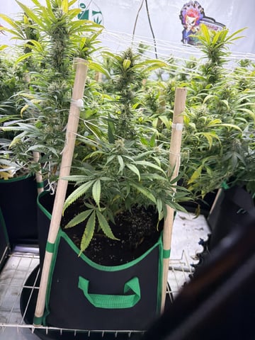 Indoor Grow  — flower, day 177