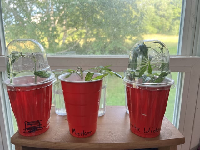 White Widow Auto — seedling_rooting, day 9
