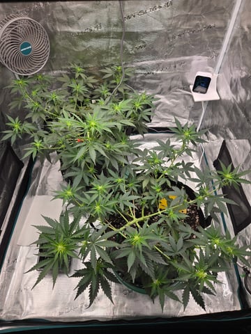 3rd Grow 3x3 tent — vegetative, day 37