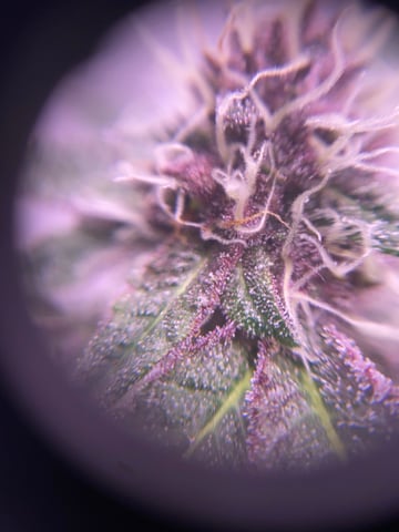 pineapple Express  — flower, day 27