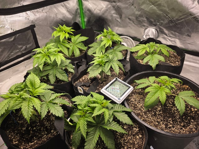 Hazy Daze — vegetative, day 18