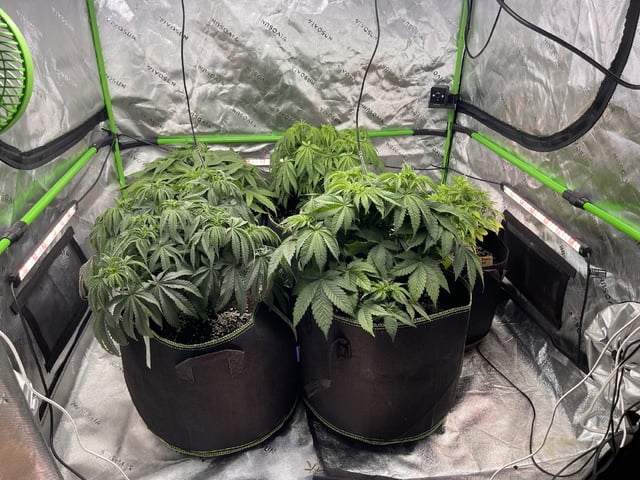 Phx_Freedom — vegetative, day 19