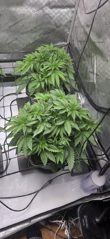 Maple Nectar  — vegetative, day 33