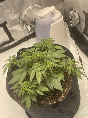 3x3 Grow — flower, day 1