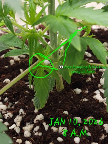 Dos Si Dos. Indica — vegetative, day 16