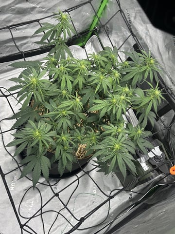 Pine (Auto) 2025 - 0 — flower, day 49