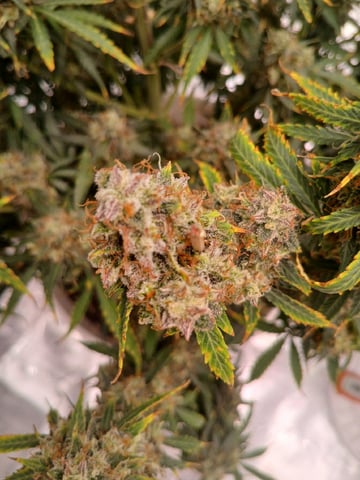 Cornucopia of Cannabis — harvest, day 32