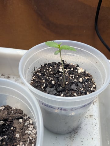 Mendo Frost / Gorilla Cookie / Banana Purple Punch  — seedling_rooting, day 6